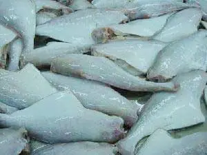 Frozen Leather Jacket Fish Hot Sale