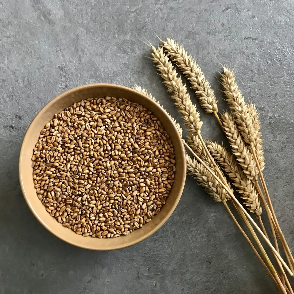 High Quality Wheat Grain