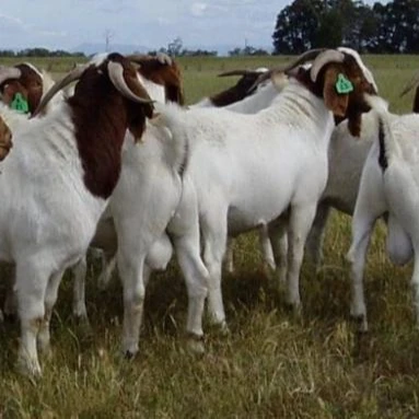 Здоровые бытовые молочные коровы и беременные хифферы Holstein корова бойзерские козы живая Овечка крупный рогатый скот
