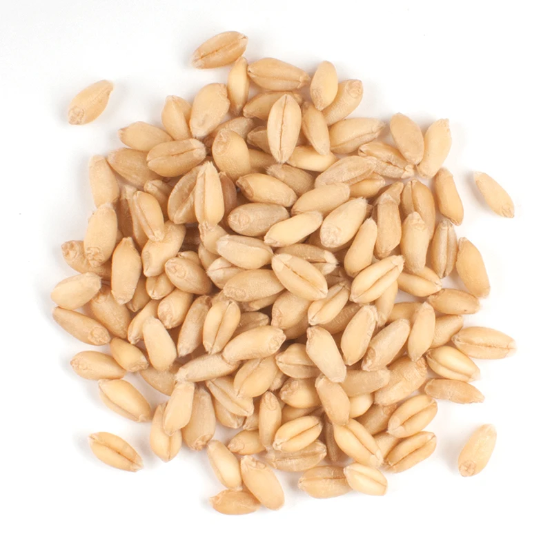 Exporter and Manufacturer of Of Best Quality 100% Pure Wheat Grain From India