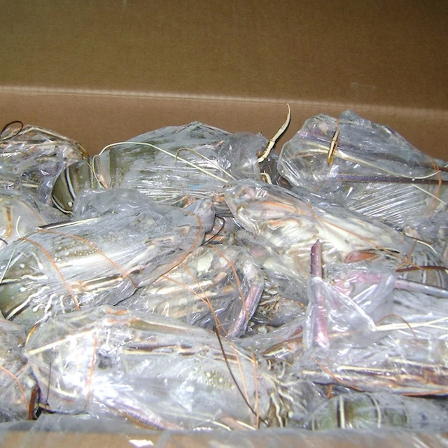 
Fresh Quality Pacific Canadian Red Lobsters for sale 