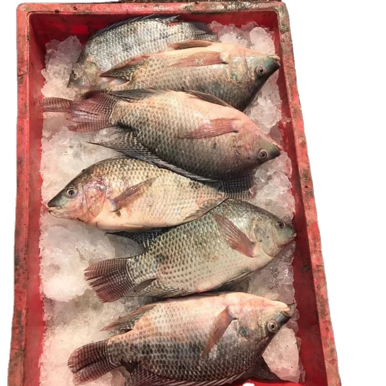 Замороженная рыба тилапия