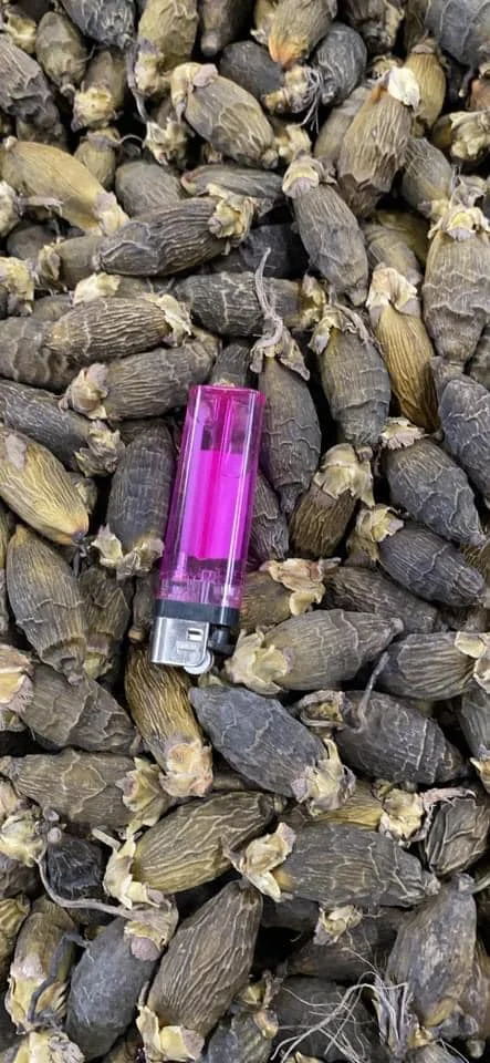 BETEL NUT FRESH ARECA