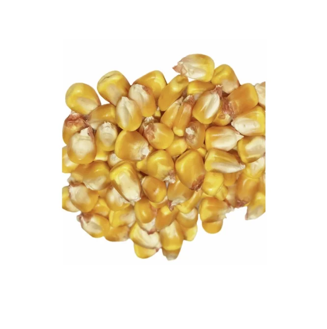 High-quality Frozen Dried Super Dried Yellow Sweet Corn for Sale