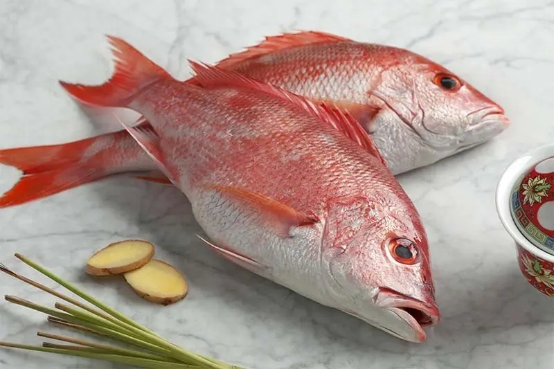 FROZEN  RED SNAPPER WHOLE /GILLED/GUTTED FOR SALE  AT PREMIUM QUALITY FISH EXPORTER OF INDIA