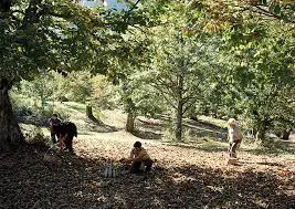 tomato puree organic 720ml