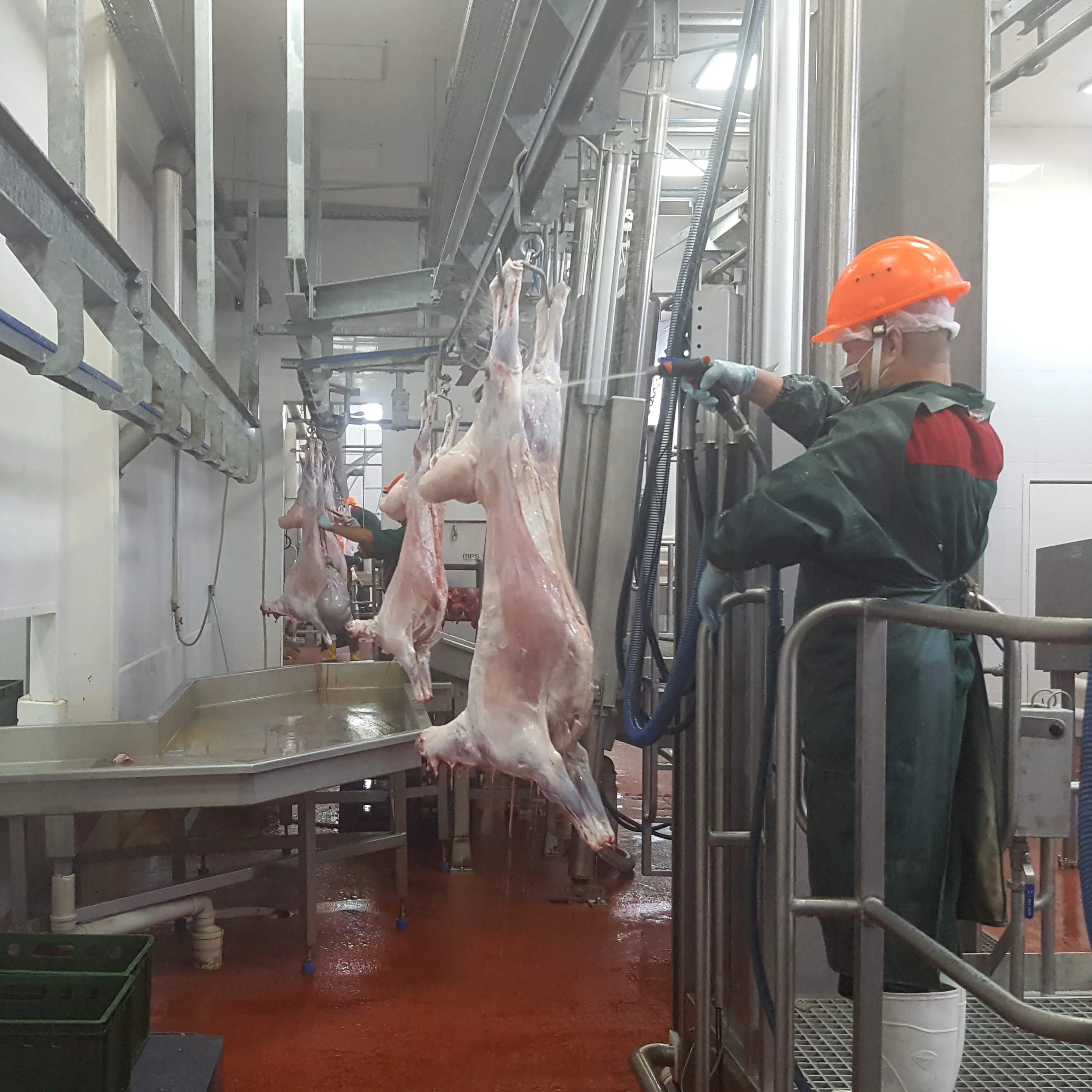 
The great taste Halal Lamb meat from Kazakhland Fresh/chilled 