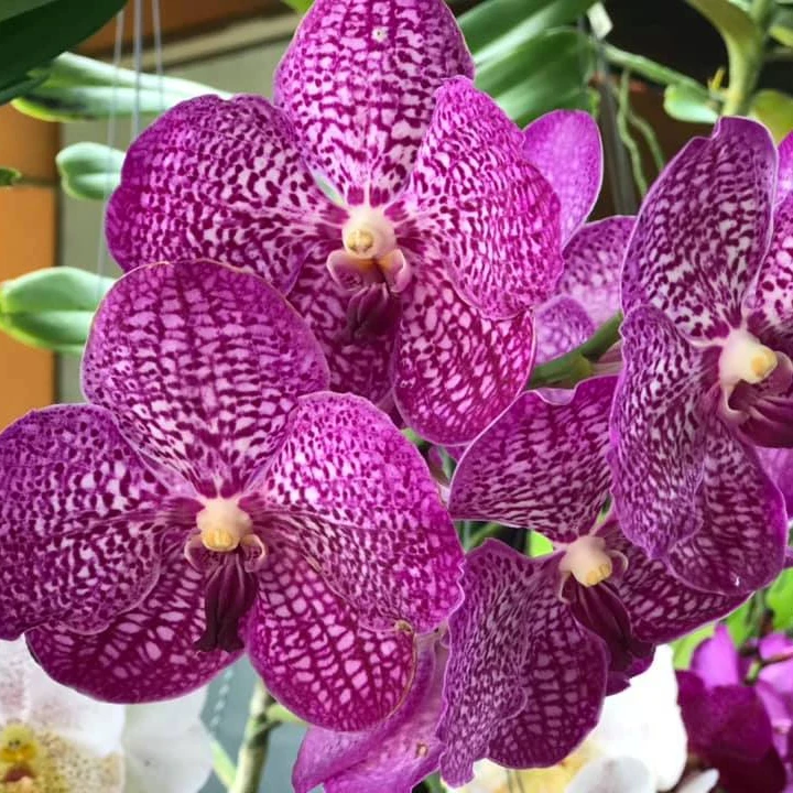 Nursery Wholesale Fresh Orchid Live Plant Thailand from TH;62