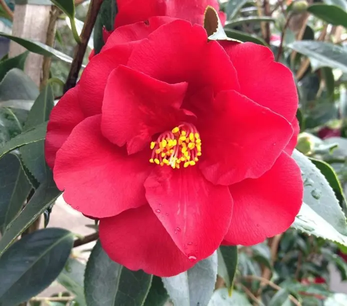 Japanese High Quality Camellia Japonica Seed Extract Raw Material Powder Made In Japan For Health Foods And Dietary Supplement