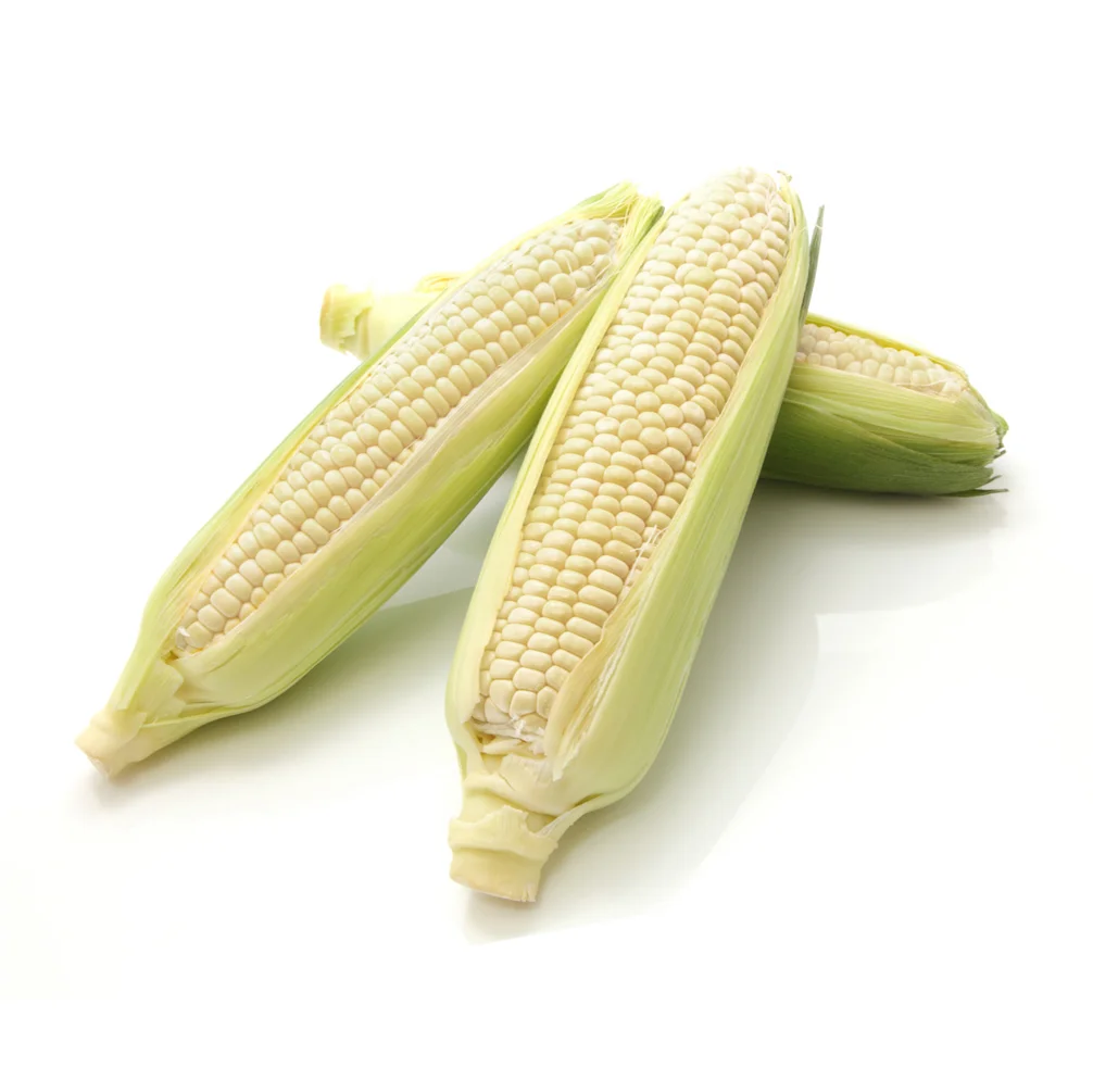 Top Quality White Corn Maize/White Maize Corn