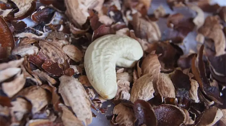 Хорошая цена на кешью шелухи для корма/Жасмин + 84 896679047