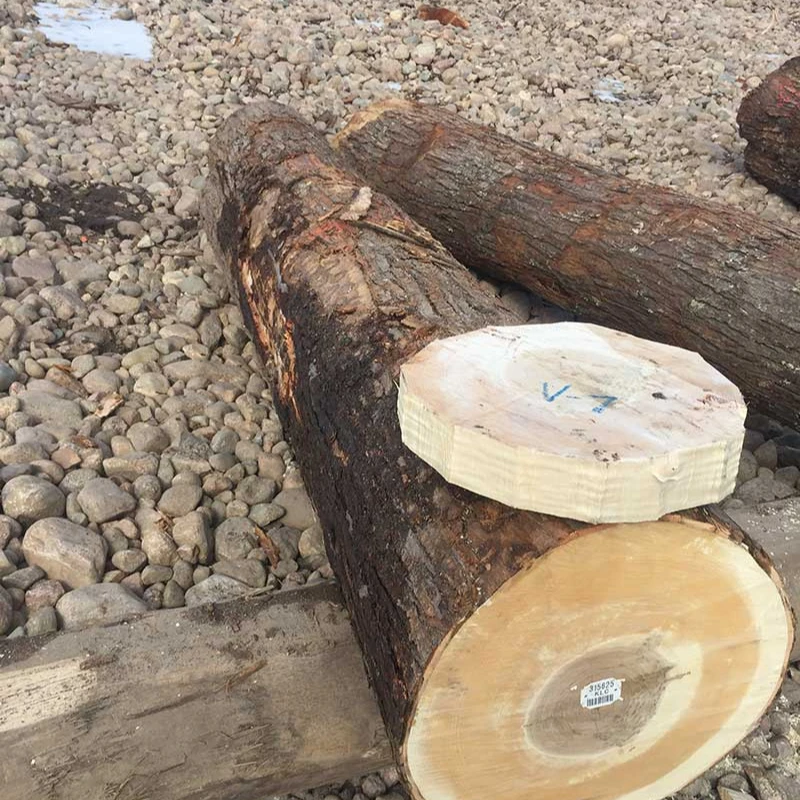 Acacia/ Maple/ Oak Logs for Stave Wood, 35+ cm