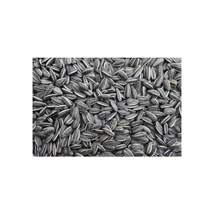 High Quality Machine Cleaned Grey Stripped Sunflower Seeds from India