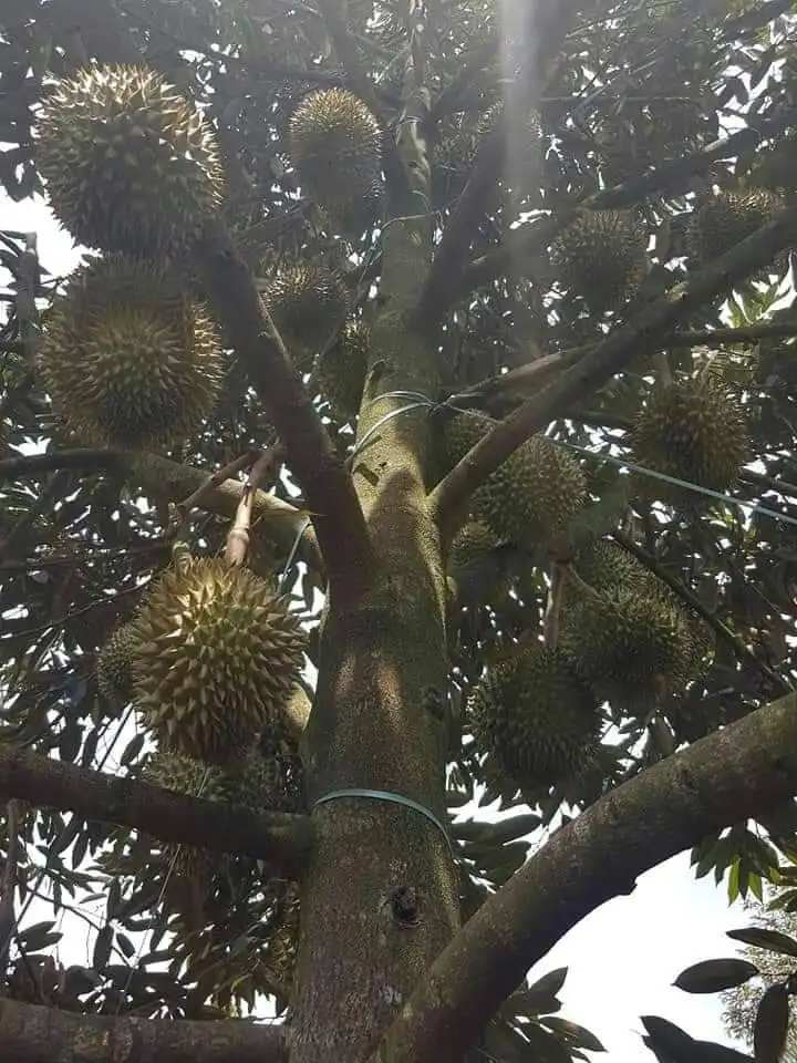 
fresh durians 