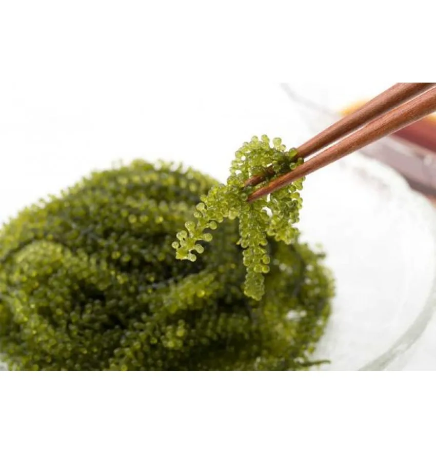 SeaGrapes/Lato Seagrapes Healthy Food Fresh, Sea Grapes/Lato  Seagrapes From Vietnam