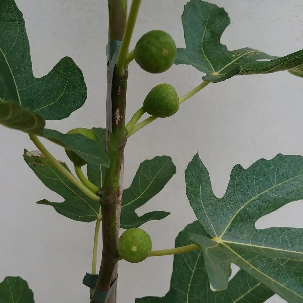 
Ficus Carica Domestic fig 10 varieties bifid re-flowering 