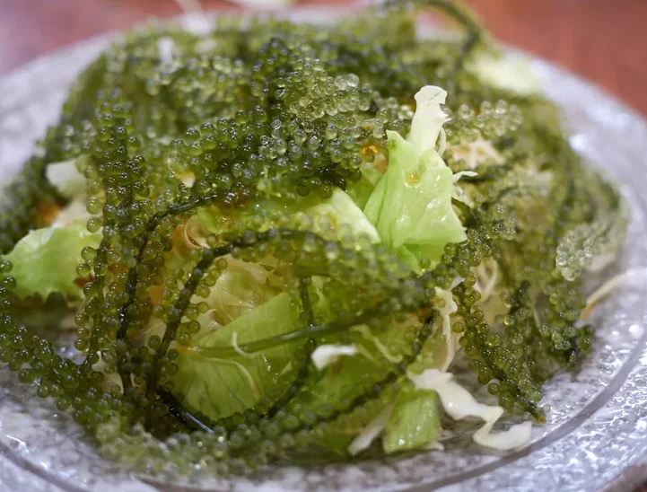  Дегидратированный морской виноград румпай раут в рассоле/зеленом морском винограде макроводоросли Доставка течение двух рабочих дней (мс Деми + 84 961733400)