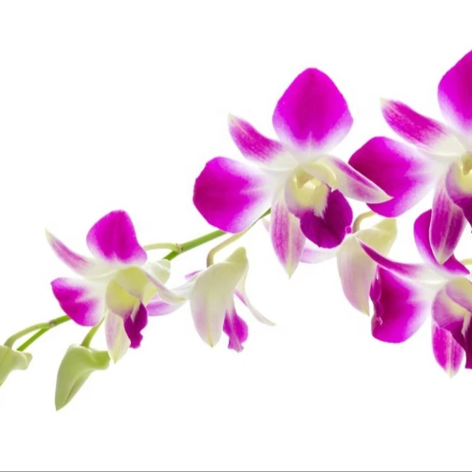Orchid Flowers from TH;24 Purple