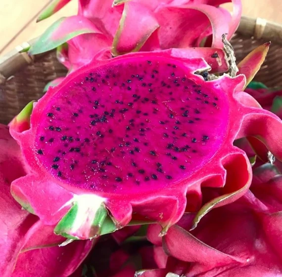 Fresh Red Dragon Fruit Best Brand Quality Wholesaler Supplier From Vietnam Sweet Juicy Good Price Low MOQ