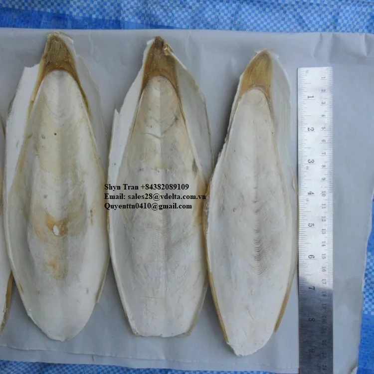  Необработанная косточка Для морской слепки/горячая Распродажа костей для сушеных морских слепков оптом/Shyn Tran + 84382089109