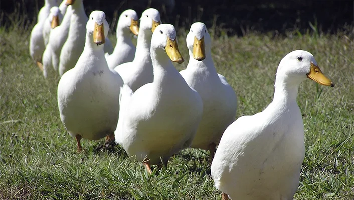 
Halal Frozen Whole Pekin Duck from TURKEY 