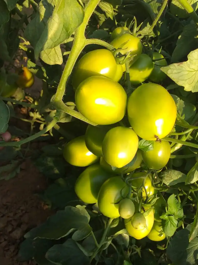  Семена томатов овальной формы Красного Цвета Хорошего вирусного качества