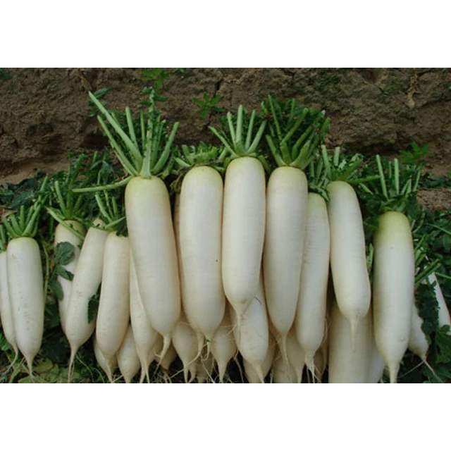 Fresh Super Delicious Taste Premium Quality White Radish - Whole Fruit Export
