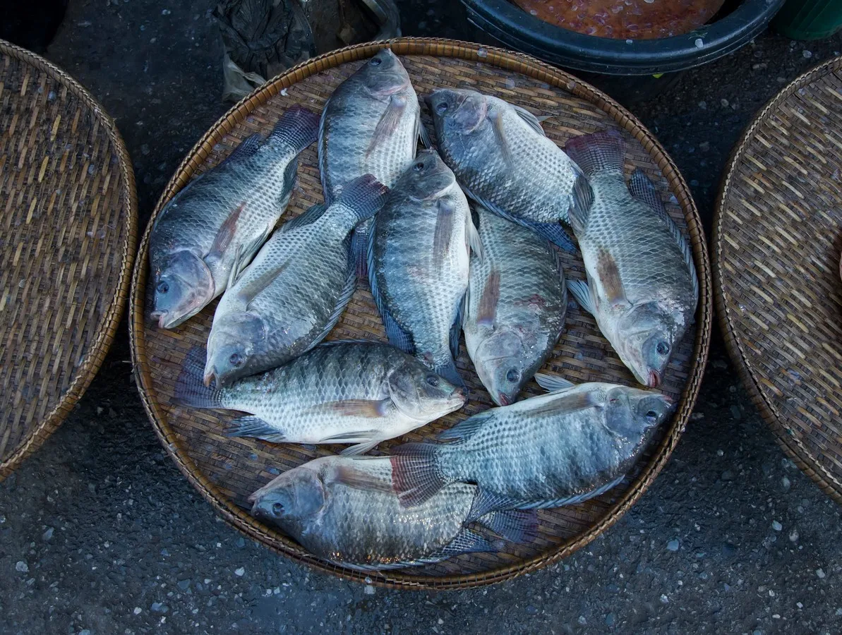 FROZEN BLACK TILAPIA WR (OREOCHROMIS MOSSAMBICUS) Glazing 10 Size 300-500 grams-pc