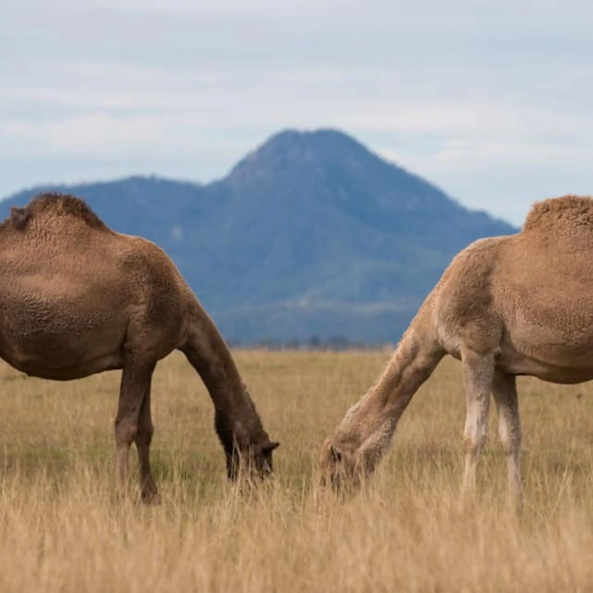 Порошок верблюжьего молока, извлеченный из верблюжьего молока, 99% Чистота