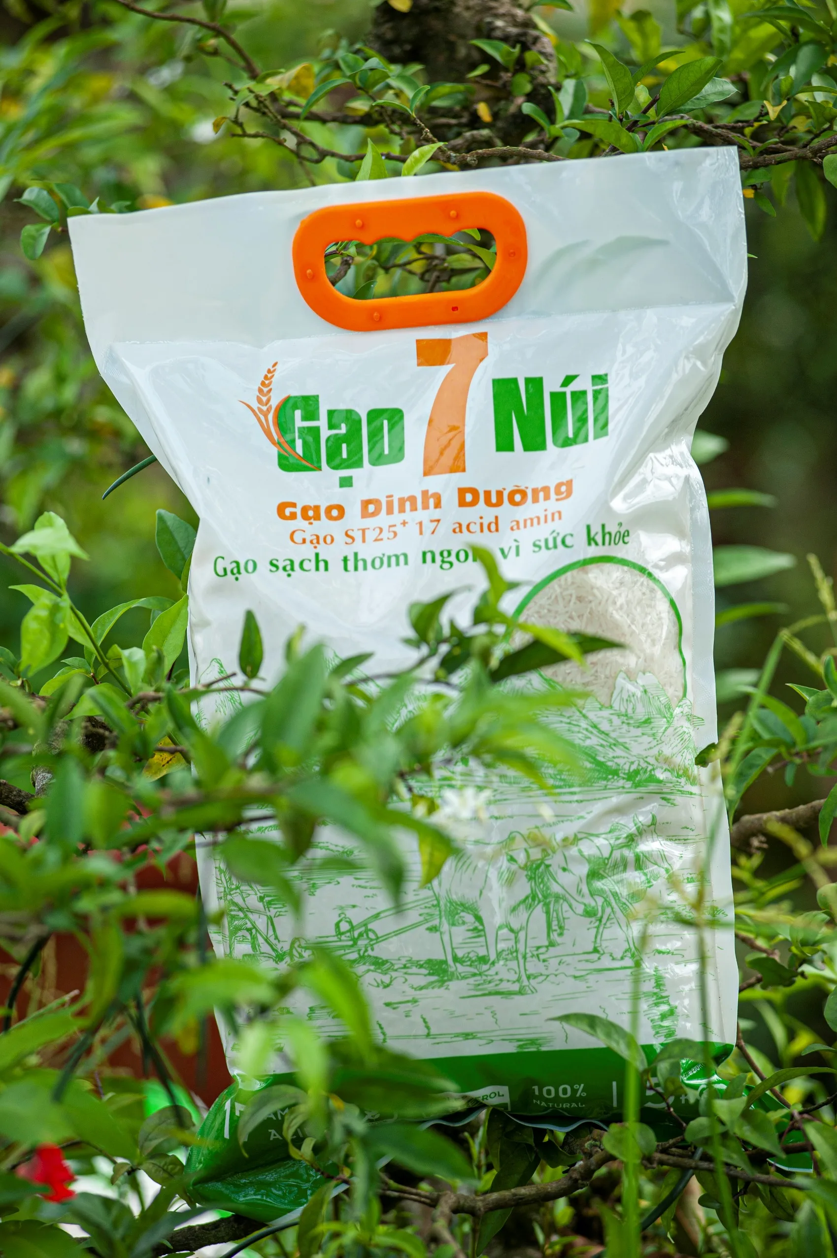 Максимальная Мягкая Белая сушеная зерна риса St25 Plus 17 аминокислот ISO 22000 HACCP GMP Сертификация