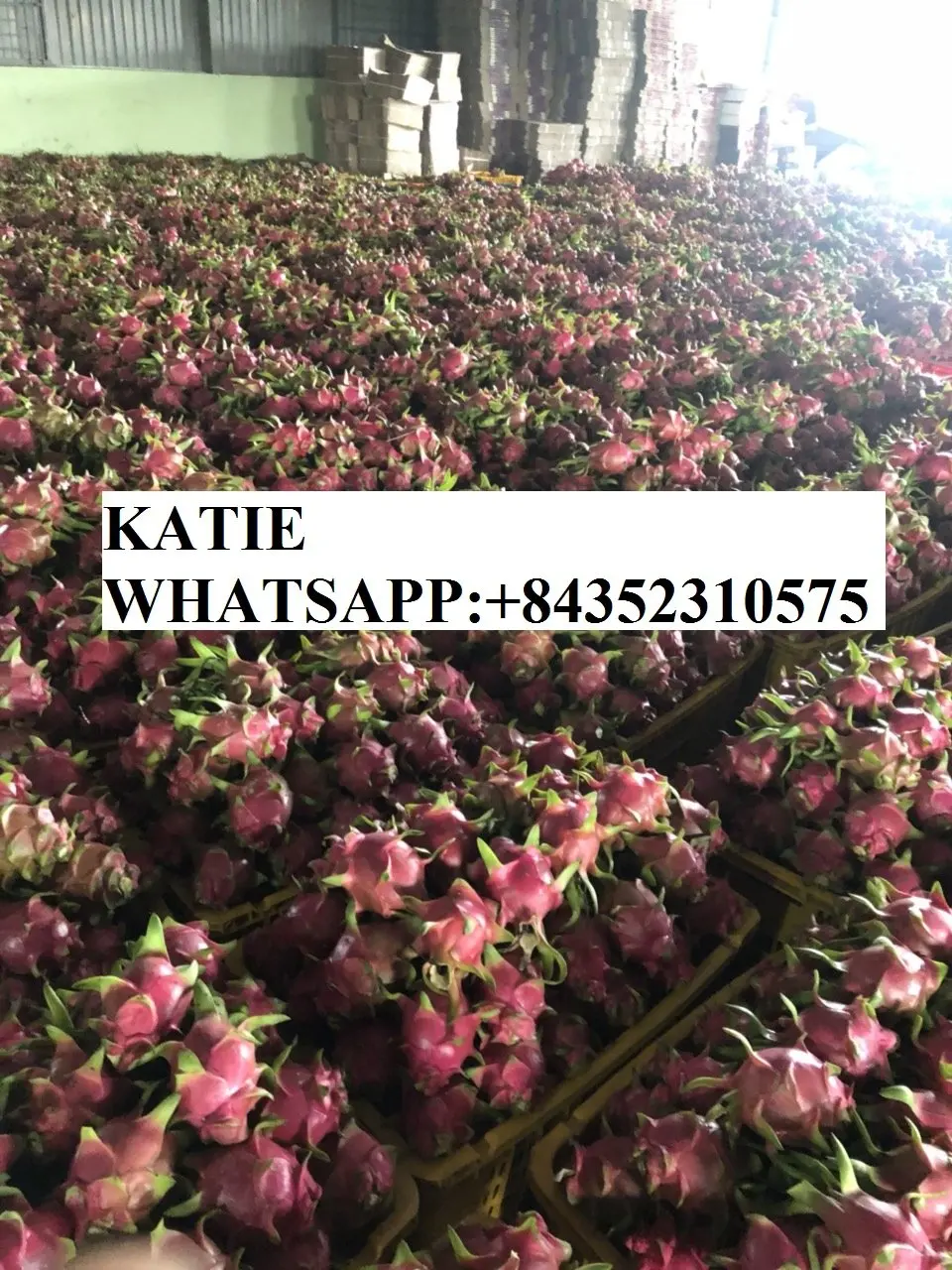 
Buy Fresh Dragon Fruit/ Pitaya With Good Price Origin Vietnam /KATIE N +84352310575 