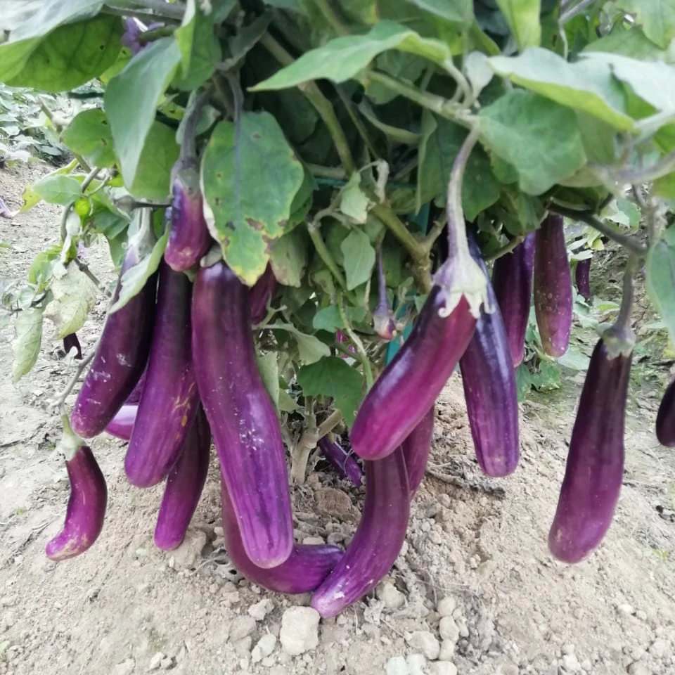 
 2021 семян баклажана F1 SOFIA HIGH YEILDING HYBRID  