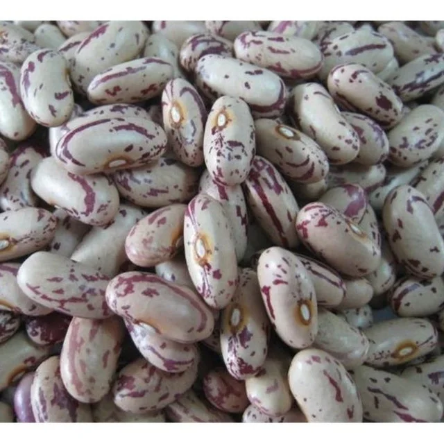 Pinto Beans