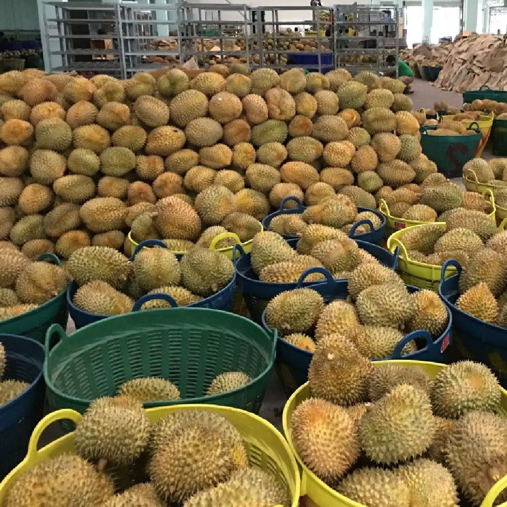 Thailand Premium Fresh Durian