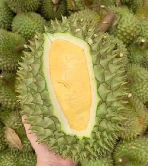 Premium Grade Made In Vietnam Fresh Durians 100% From Natural Fresh And Sweet