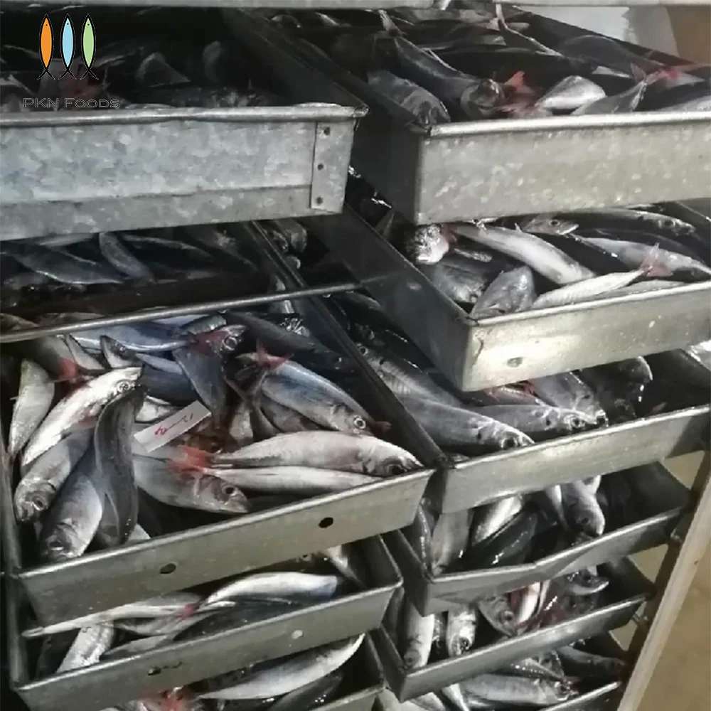BLOCK IQF Seasonal Nature Whole Body Frozen Scad Fish Decapterus Kurroides Redtail Scad From Vietnam