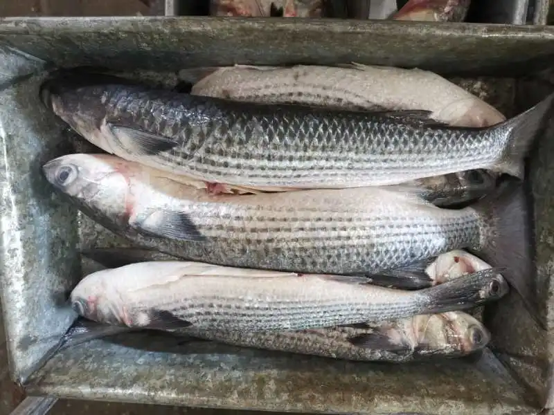 Pomfret IQF frozen Fish Product Frozen White Pomfret Farming frozen pomfret Wholesale seafood