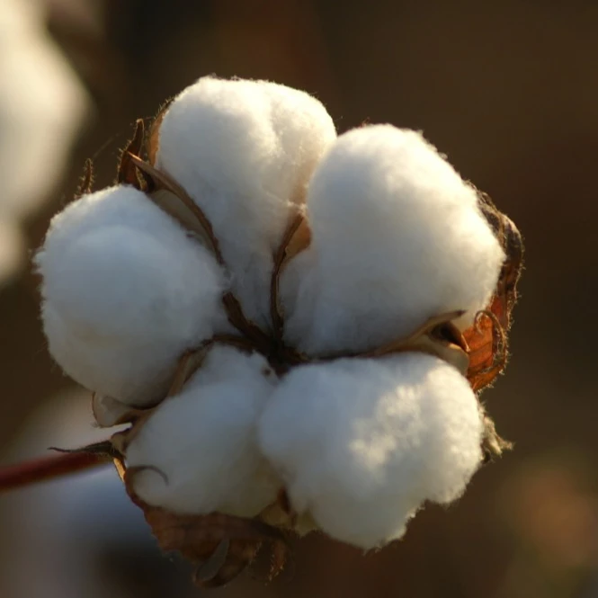 Хлопчатобумажный спиннинг, оптовый покупатель