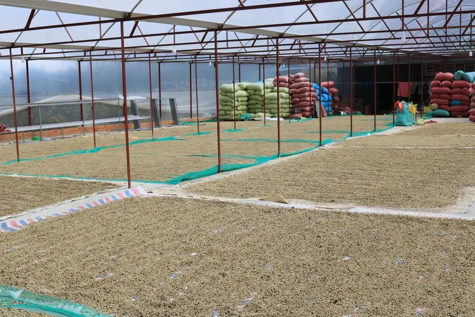 
Best Selling ISO and HACCP Certification Robusta Roasted Coffee Bean 500g in Zipper Bag Packaging 12 Months Shelf Life 