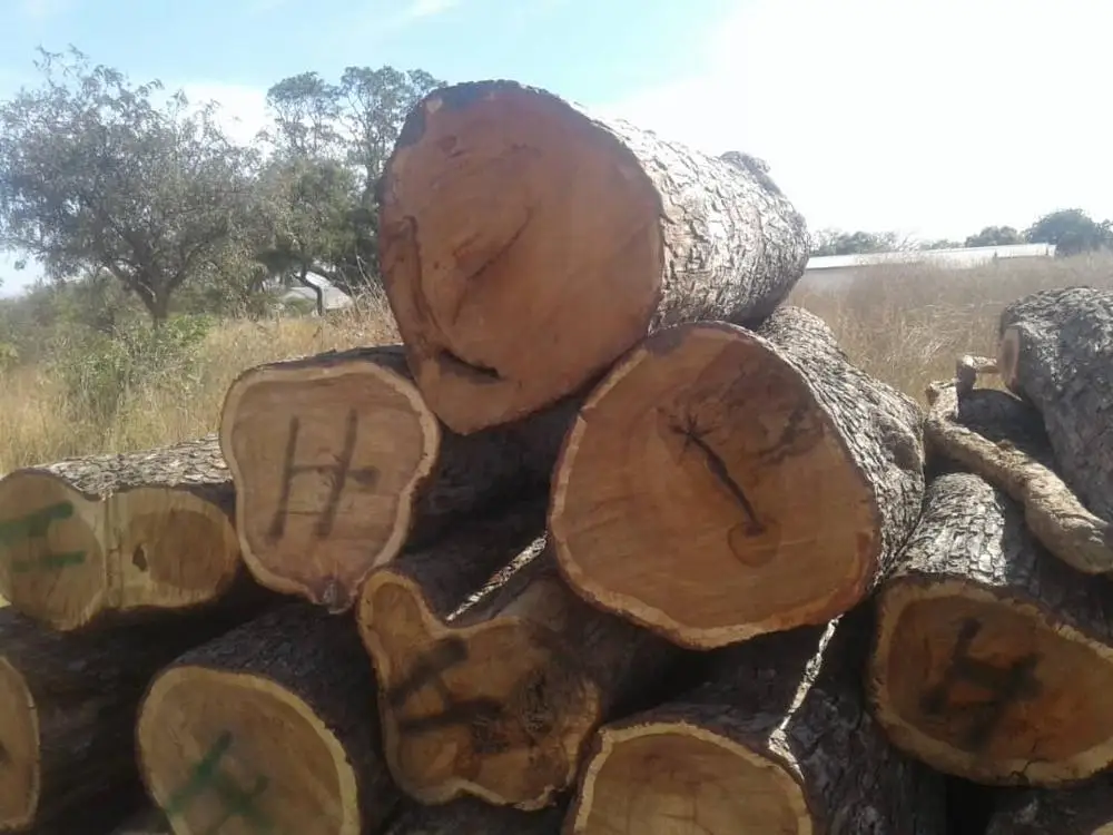 Vaneer White oak logs for timber