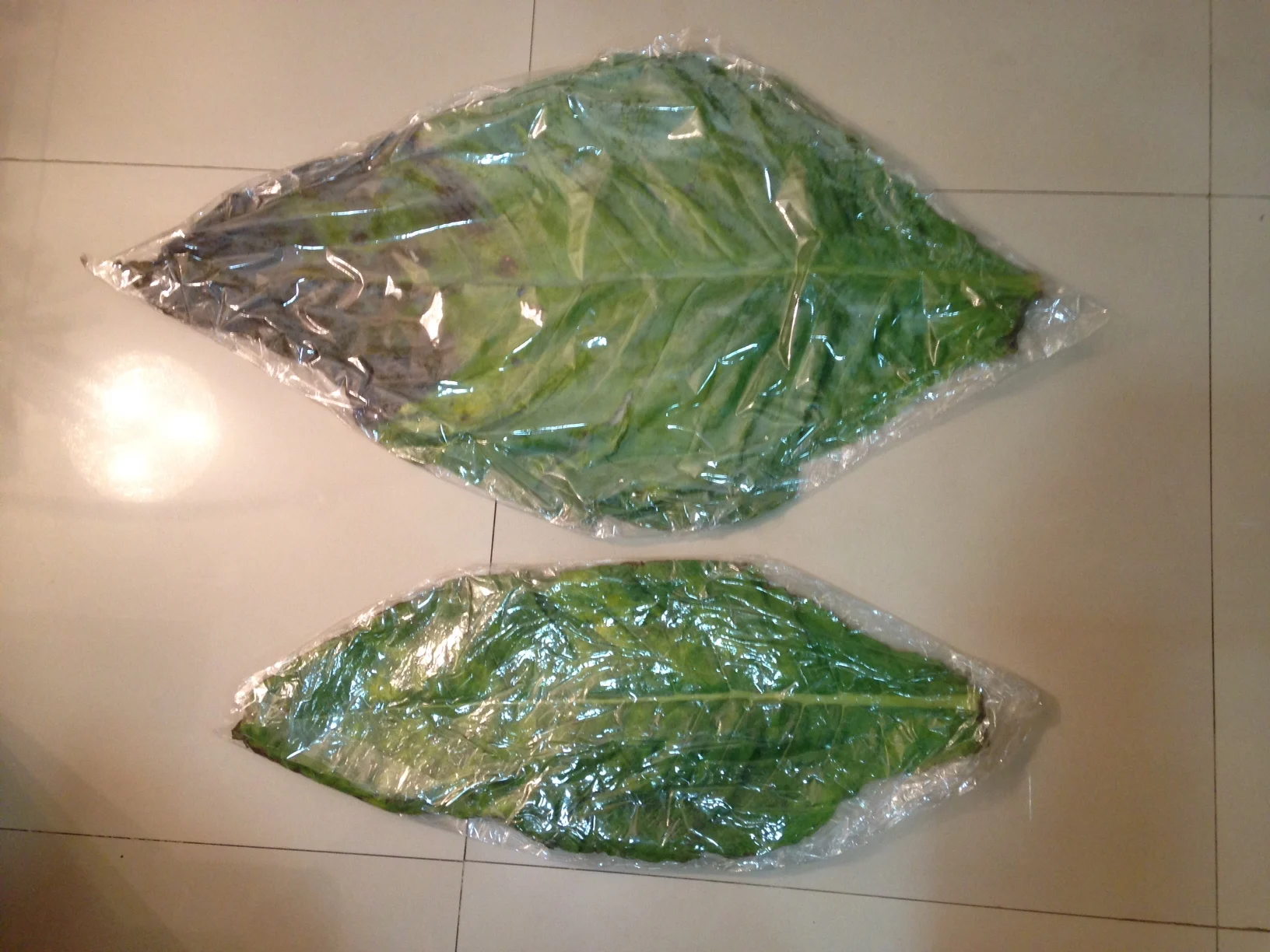 Tobacco leaves comparision.JPG