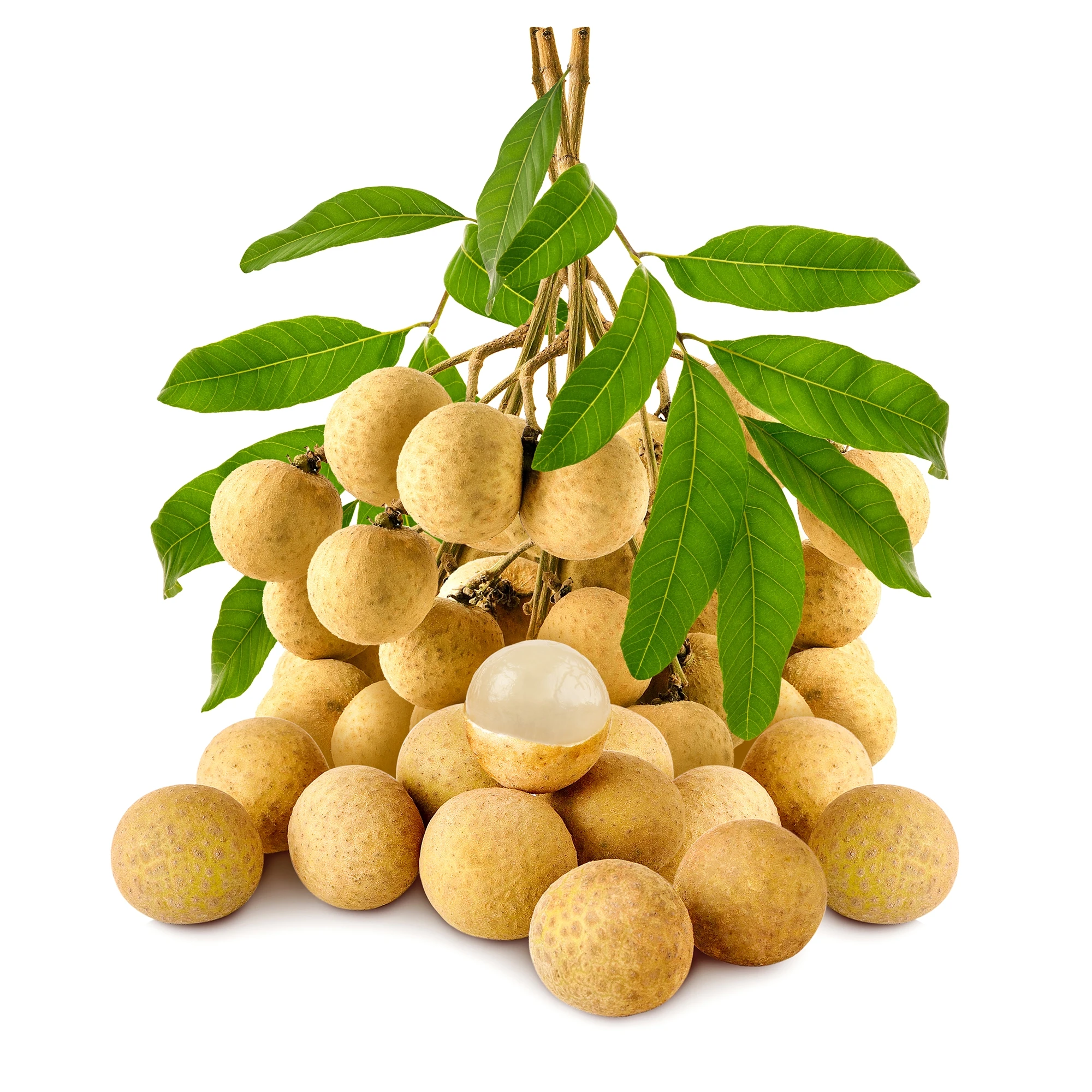 Fresh Longan fruit Premium grade Longan thai fruit fresh from a garden in Orchard Longan Thailand fruit export