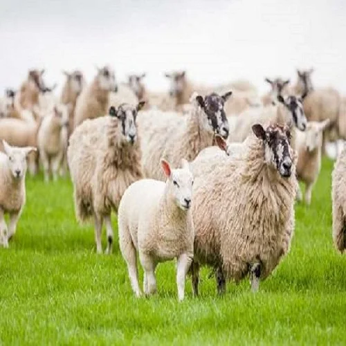  Твердый питательный диетический пирог с пальмовыми ядрами для кормления животных цыплят корова свинья овечка коз в завитинском Ростовская область Россия