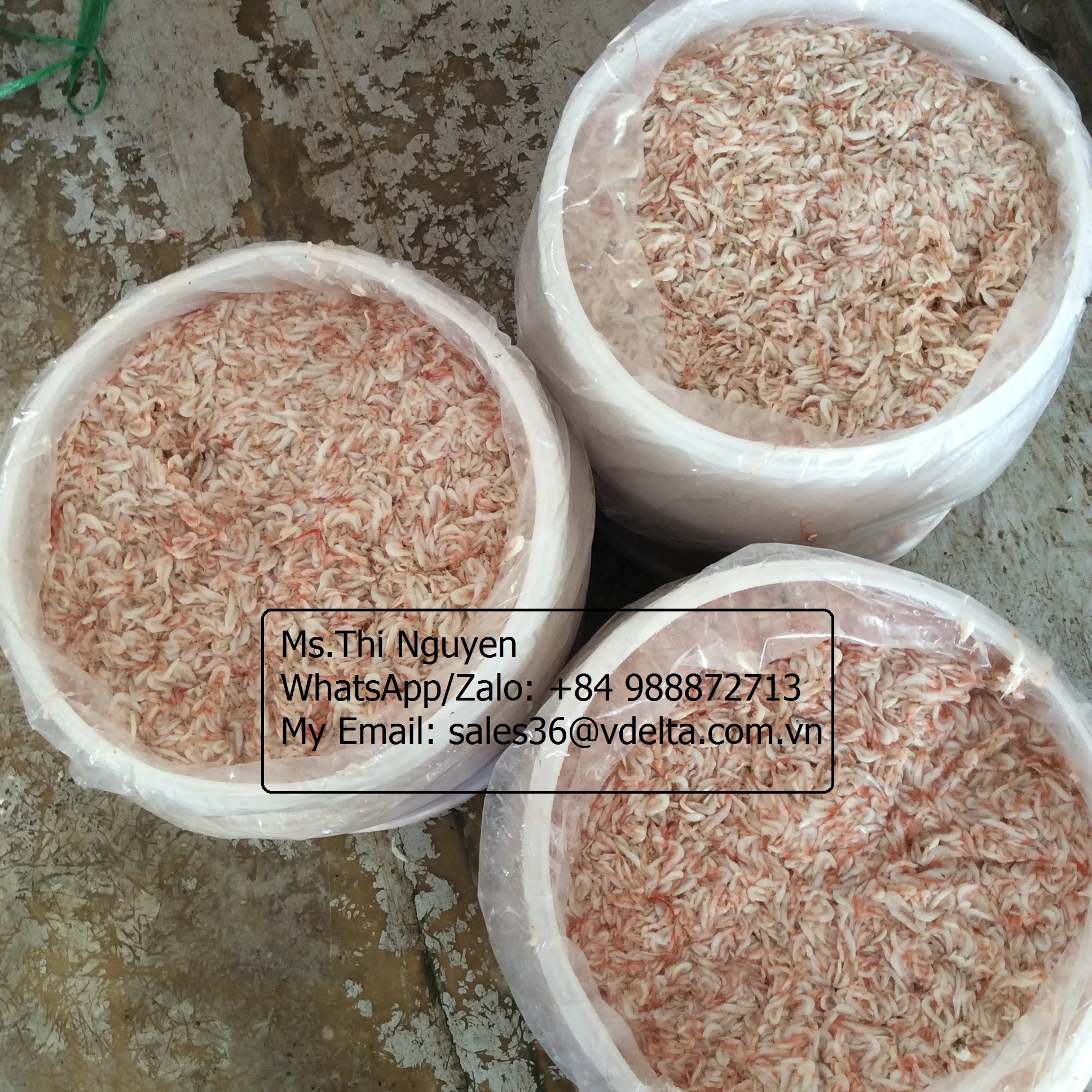 SALTED BABY SHRIMP FROM VIETNAM/ SALTED BABY KRILL HIGH QUALITY/Ms.Thi Nguyen +84 988872713
