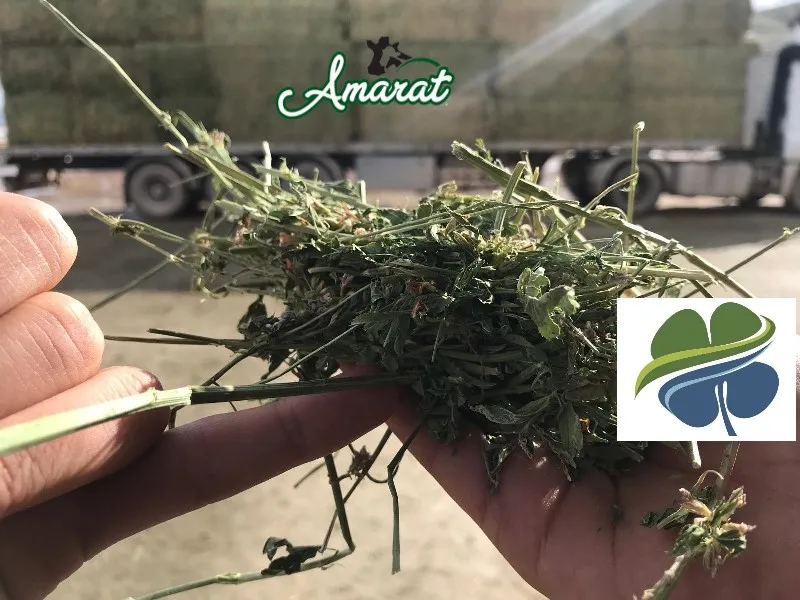 
HIGH QUALITY ALFALFA HAY BALE FROM TURKEY 