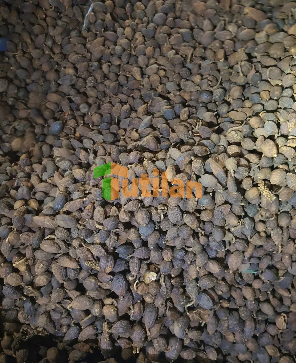 BEST PRICE FOR NATURAL DRY BLACK CARDAMOM