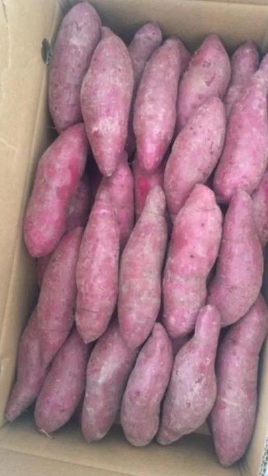 top quality Fresh Japan Sweet Potato, contact  +8484963818434 whatsapp