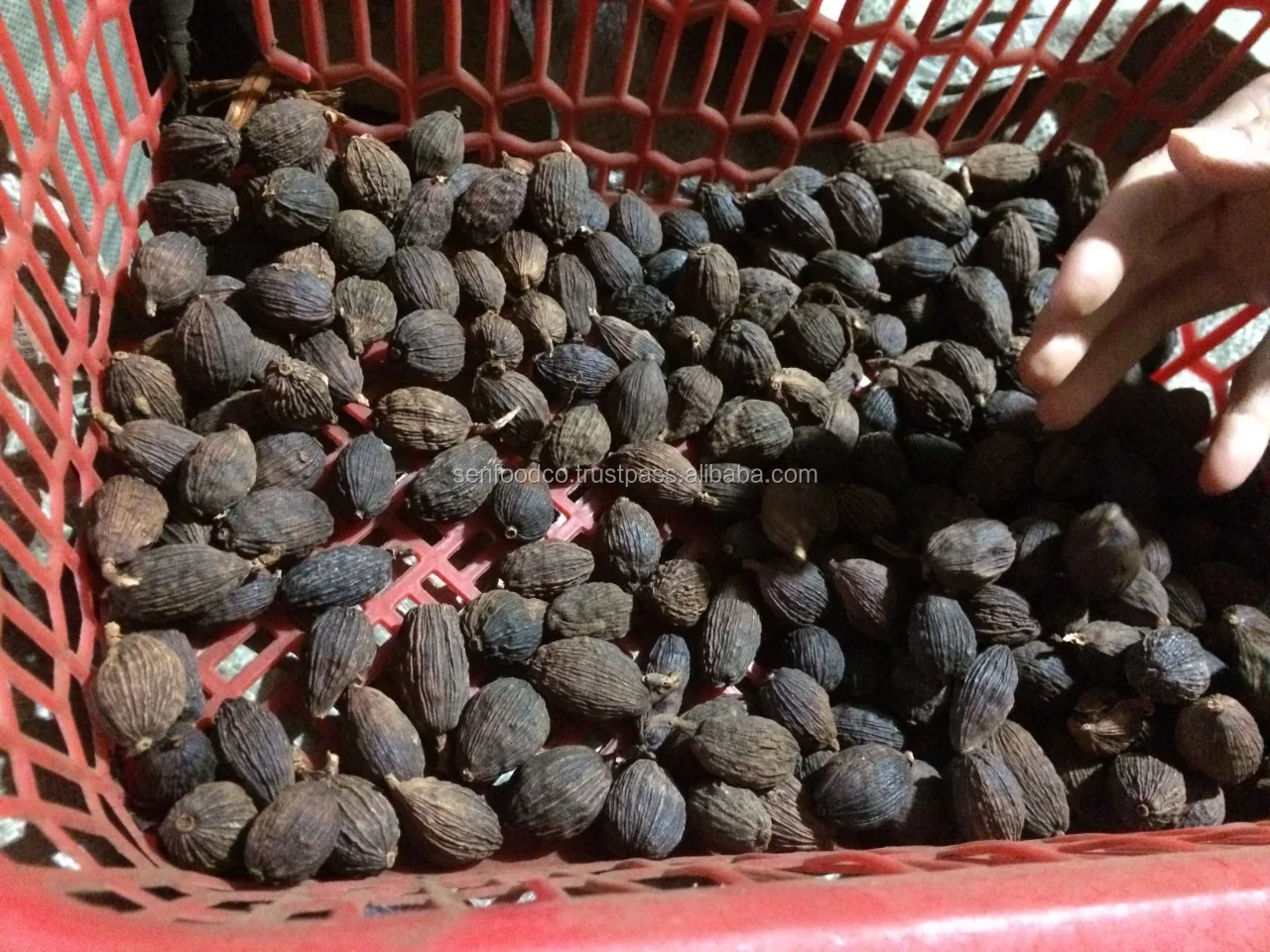 
BLACK CARDAMOM FROM VIETNAM 