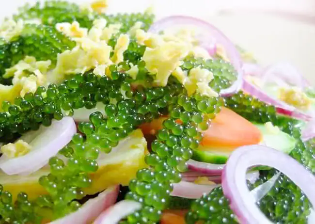 Вкусные морские водоросли/морские рапсы лучшее качество