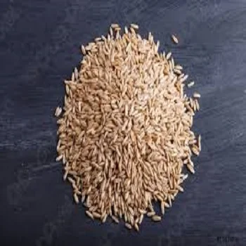 
Premium quality oats grain in bulk, wholesale prices 
